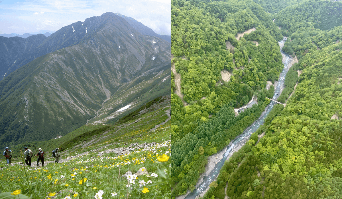 The Mountain and an alpine plant native to the Southern Alps