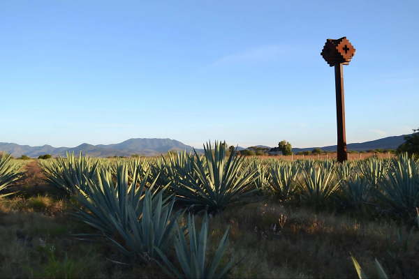 Mezcal