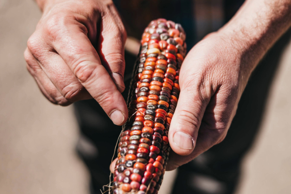 Corn grown by Minden Mill