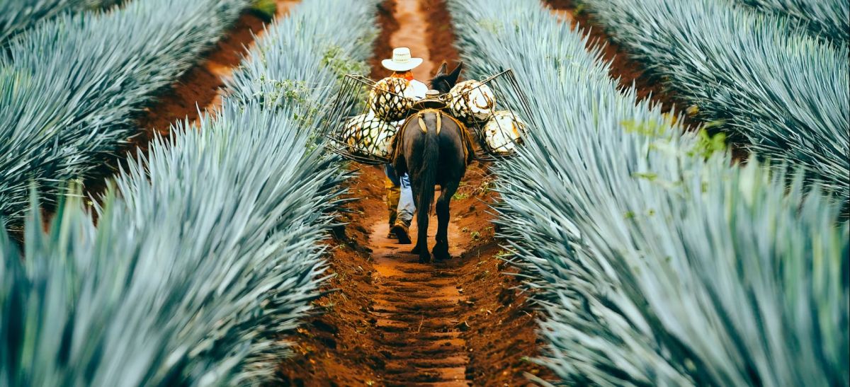 Artisanal Spirits Importers: Craftsmanship & Authenticity in USA
