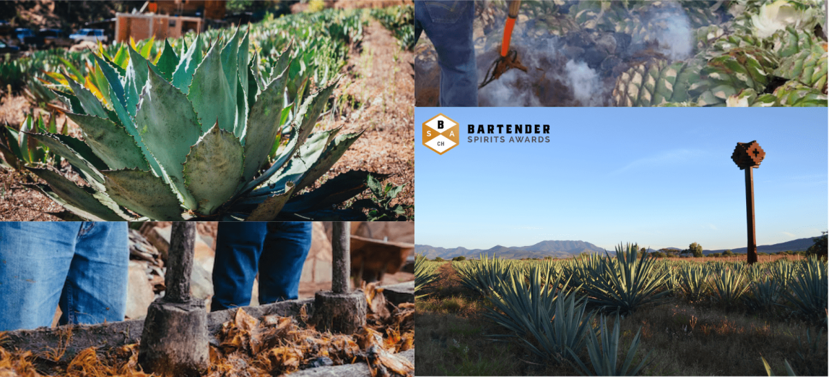 Riveting Taste of Oaxaca