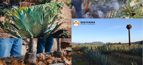 Photo for: Riveting Taste of Oaxaca